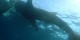 Philippines - 2012-01-16 - 128 - Whale Shark Beach